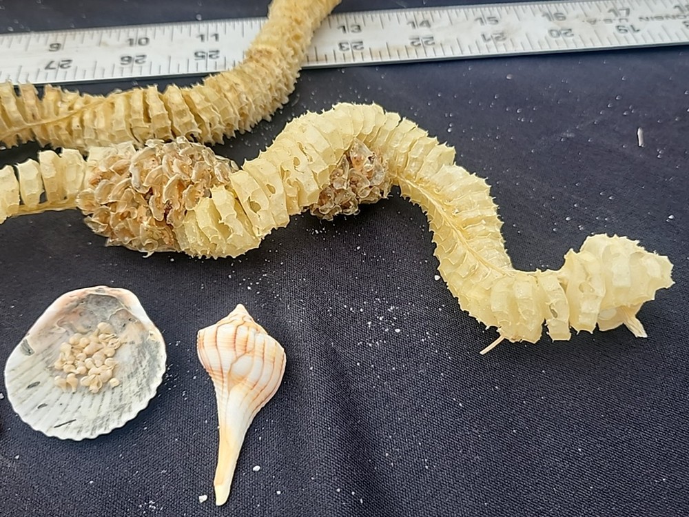 Natural Lightning Whelk Egg Casing Sac Protoconch Shell SeashellFlorida Specemin