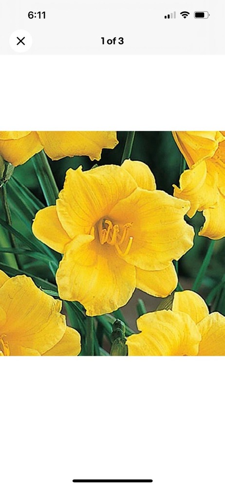 (30) Stella D'Oro Daylily Bare Roots