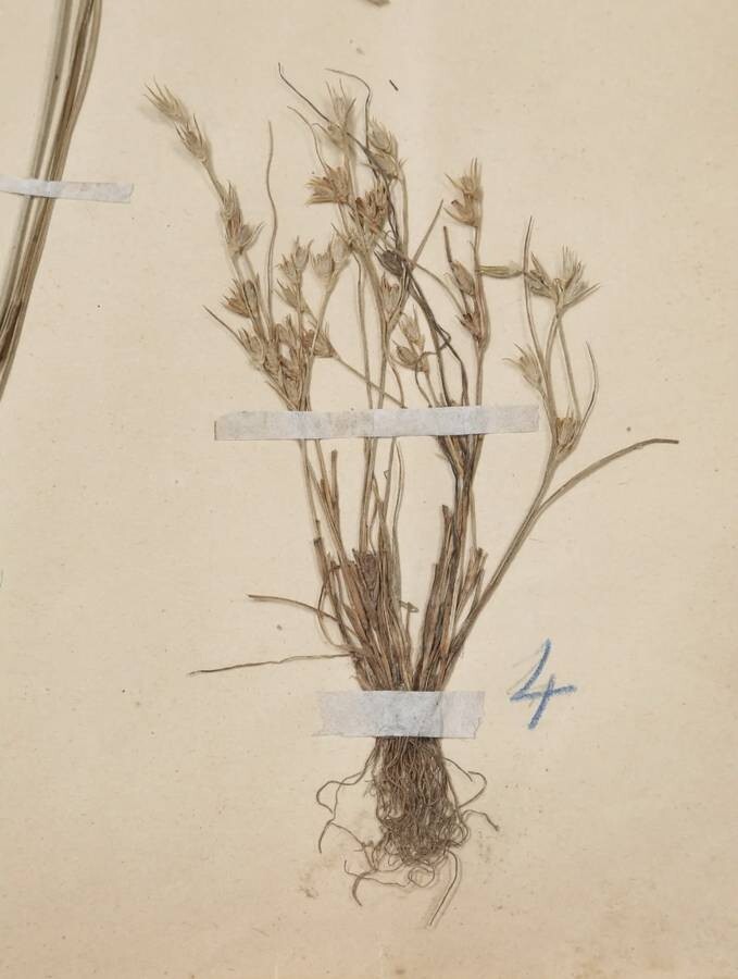 ANTIQUE PRESSED BOTANICALS C. 1893 FROM A FRENCH MONASTERY SCHOOL