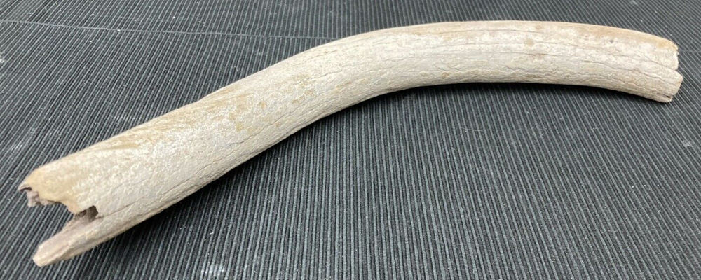 Large Fossil Specimen, Bone, 347mm