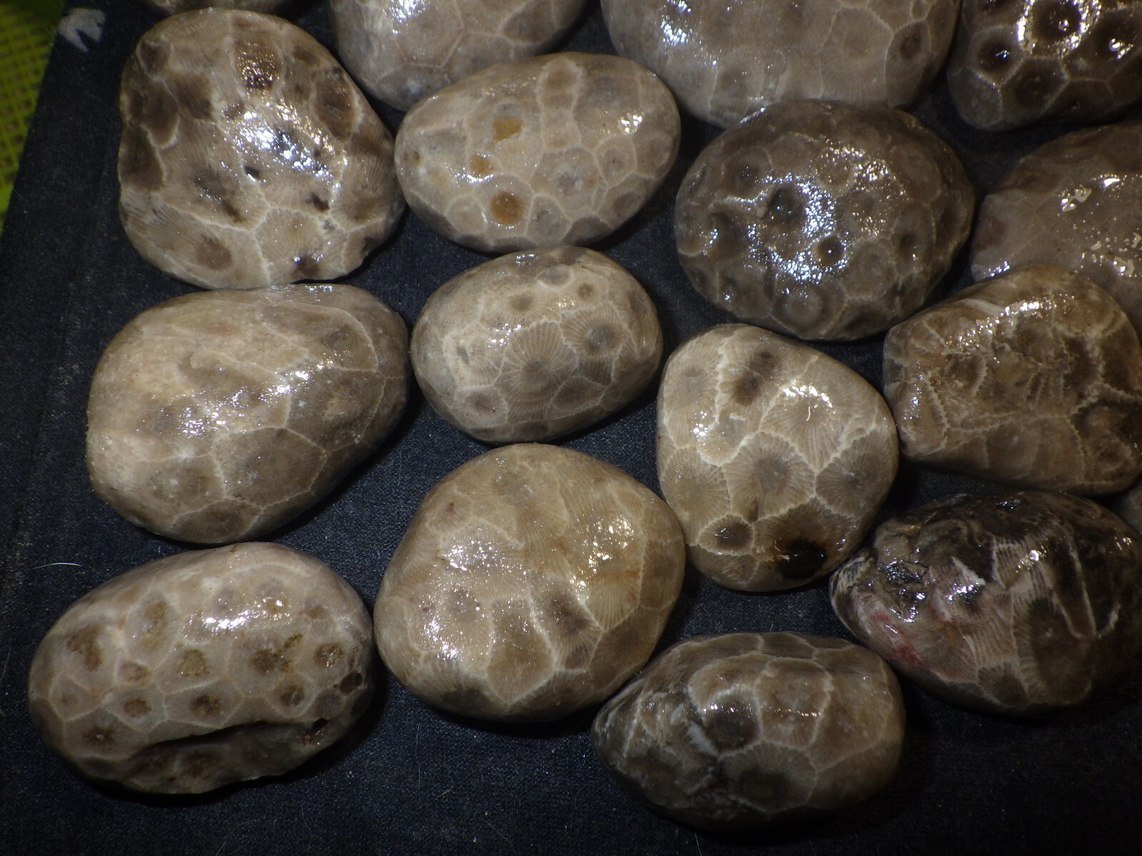 Unpolished Petoskey Stones 2lbs 8.0 oz