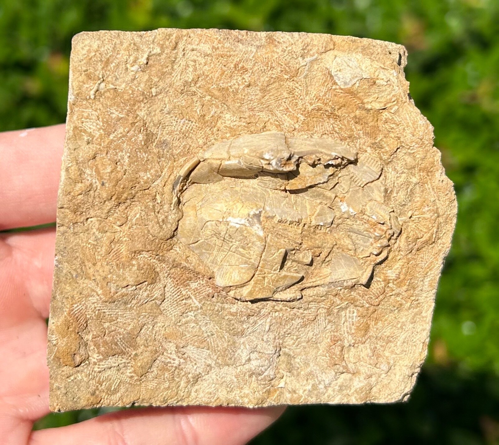 BIG Fossil Blastoid in Matrix Pentremites pyriformis Alabama Bangor Limestone Fm