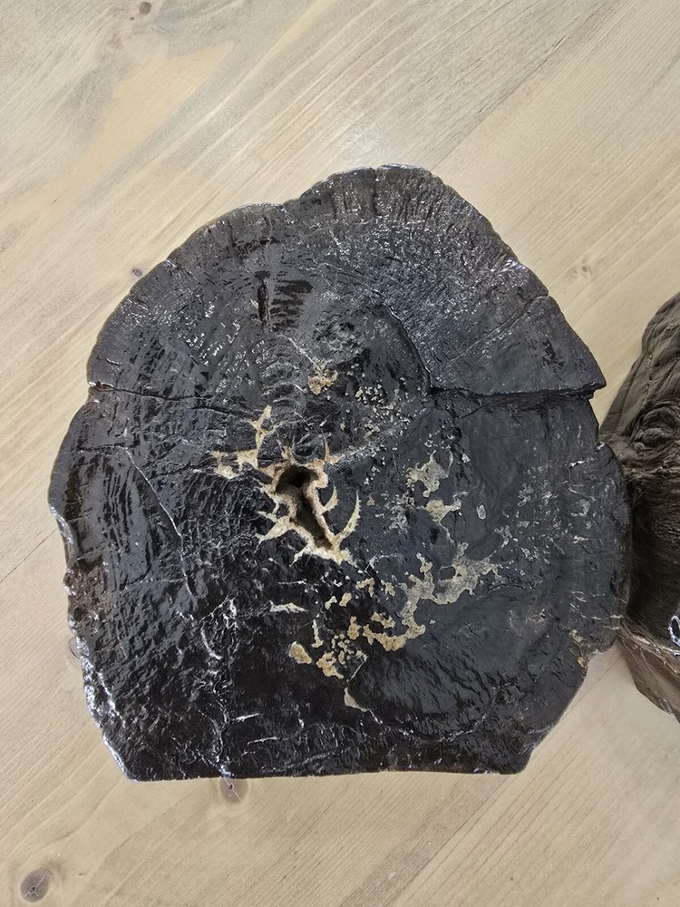 Petrified Wood Book Ends Glossed