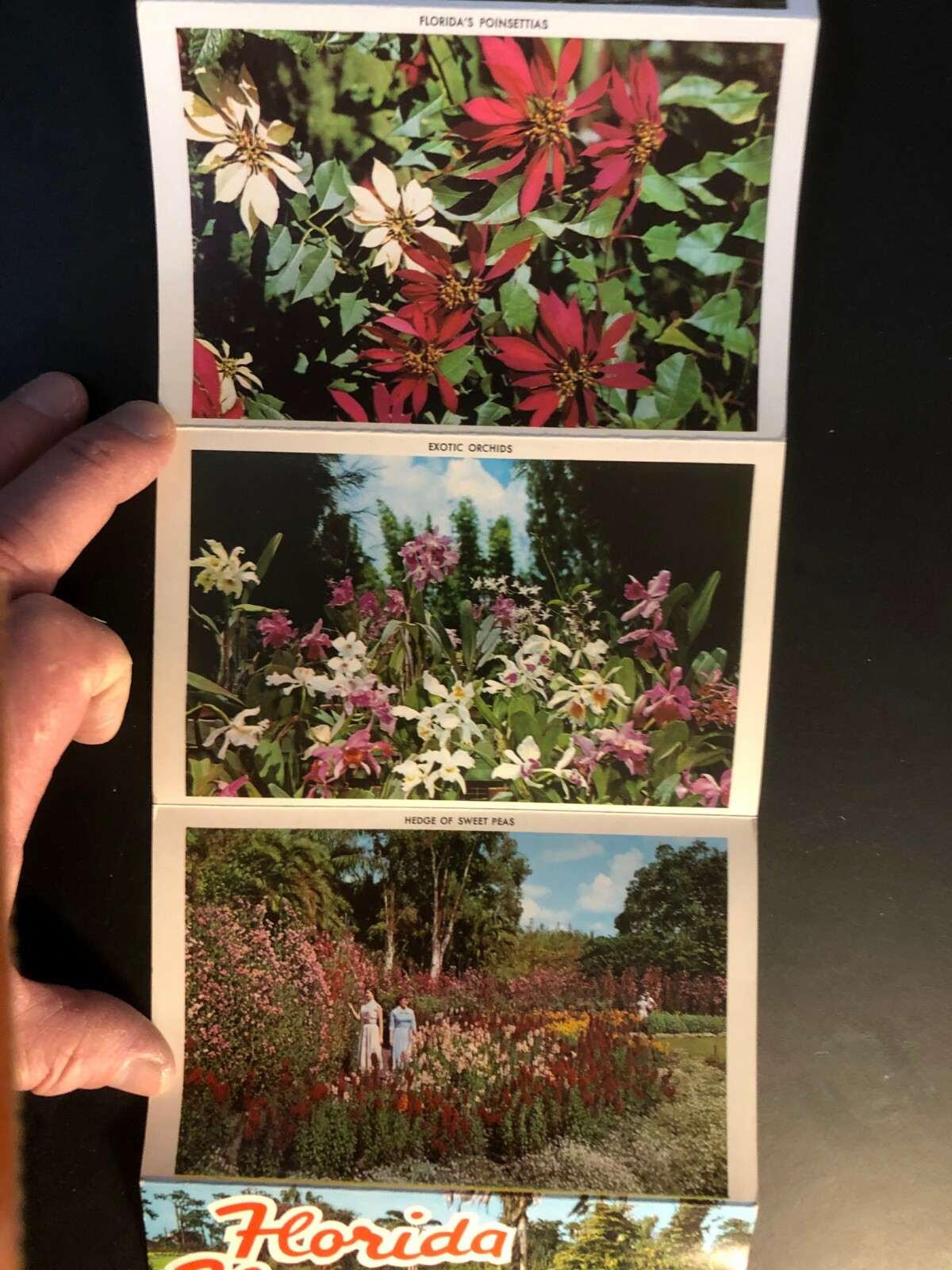 Old Vintage"FLORIDA FLOWERS" Fold Out Views Printed 1964 Made in USA