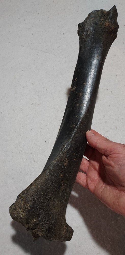 Bison Left & Right Tibia Bone Fossil from Ice Age