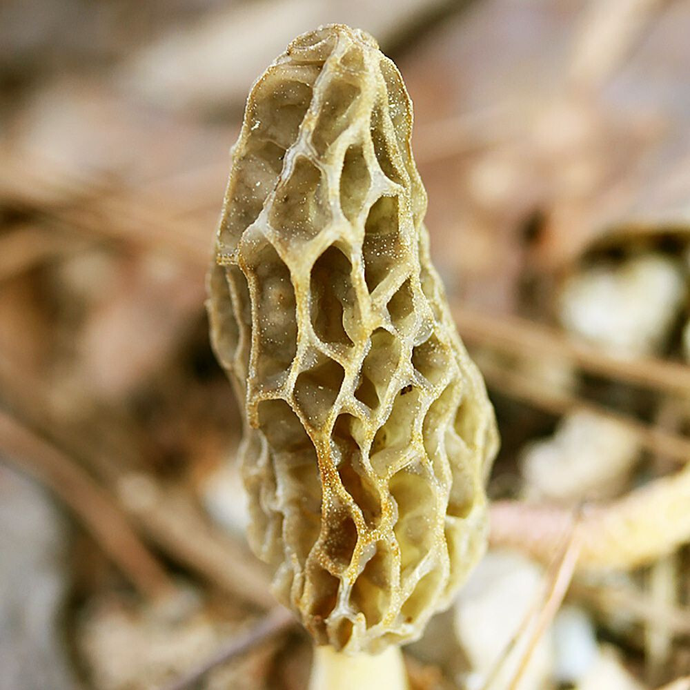Morchella sceptriformis Liquid Culture