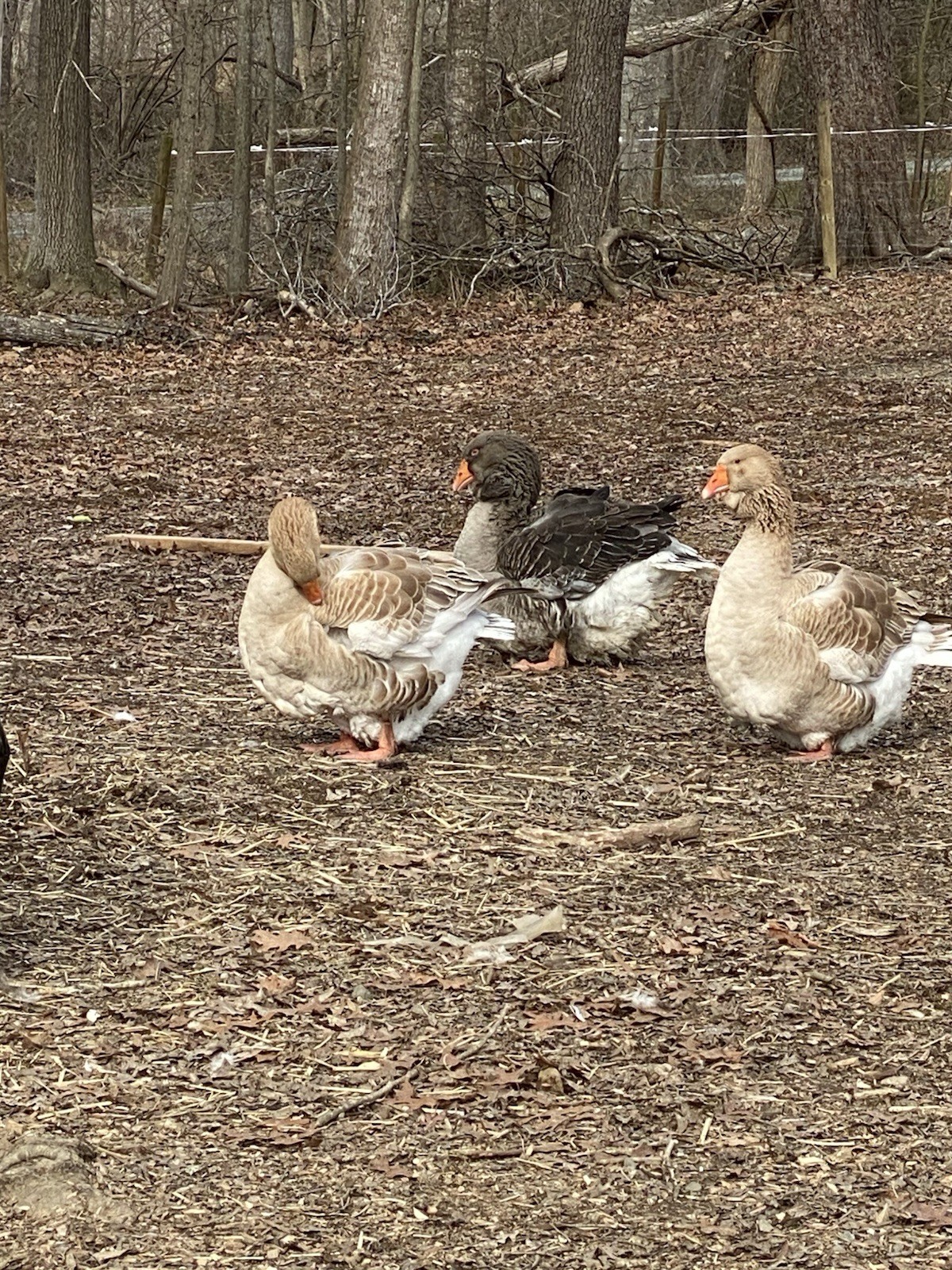 Dewlap Toulouse Exhibition Type 4++ Eggs