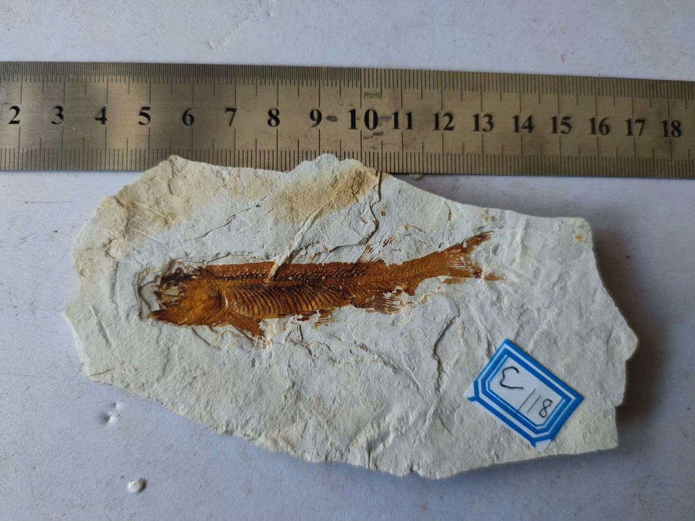 Unique and authentic fish fossils A03