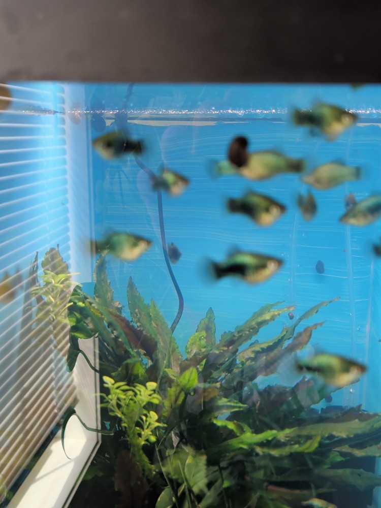 platy fish