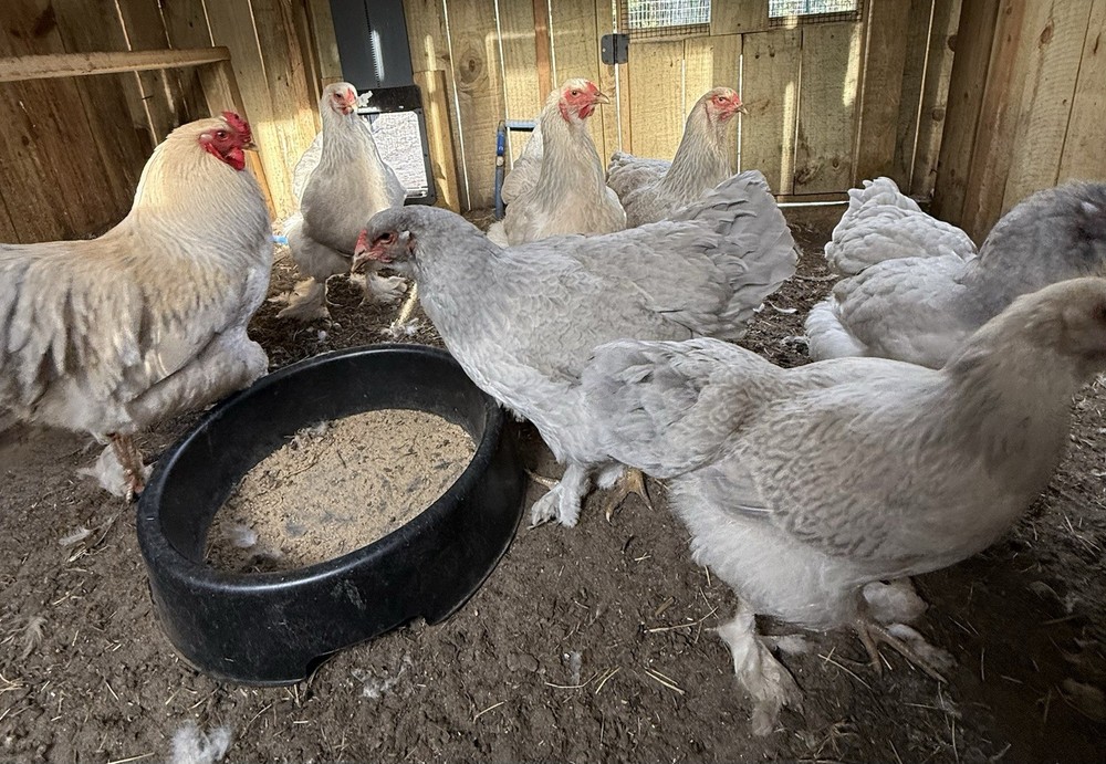 Isabel Brahma Hatching Eggs NPIP Certified 12+2