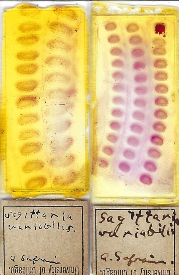 Sagittaria variabilis Microscope Slides