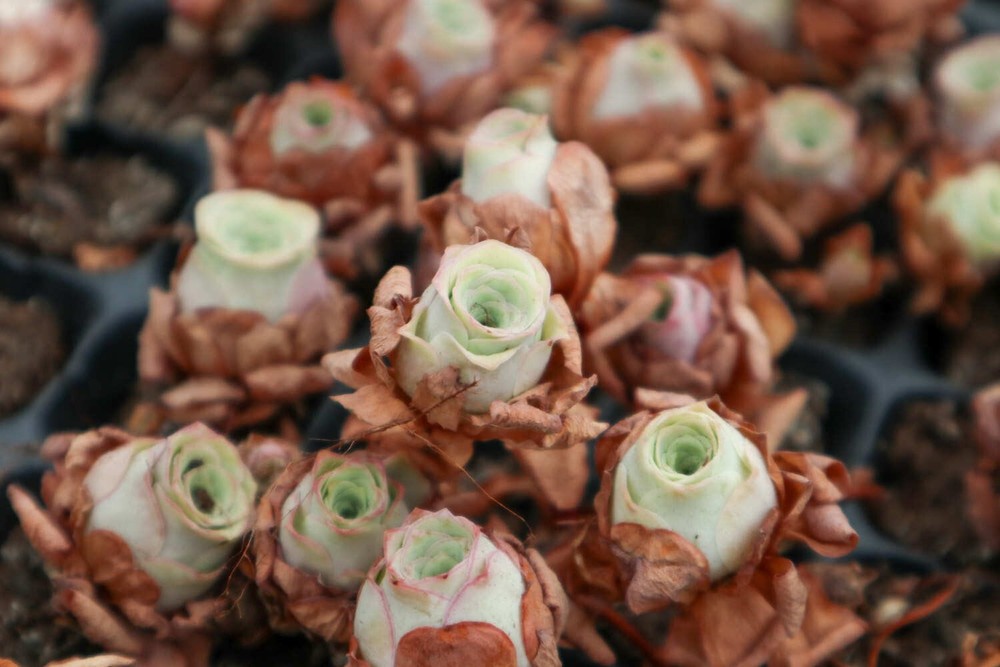 Rare succulent. mountain rose. 10SEEDS