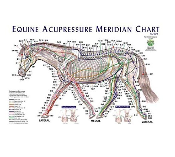 Equine Meridian Chart - Single