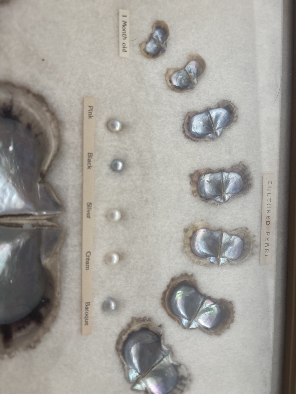 VINTAGE 1940S FRAMED CULTURED PEARLS & SHELLS JAPANESE OYSTER GROWTH DISPLAY