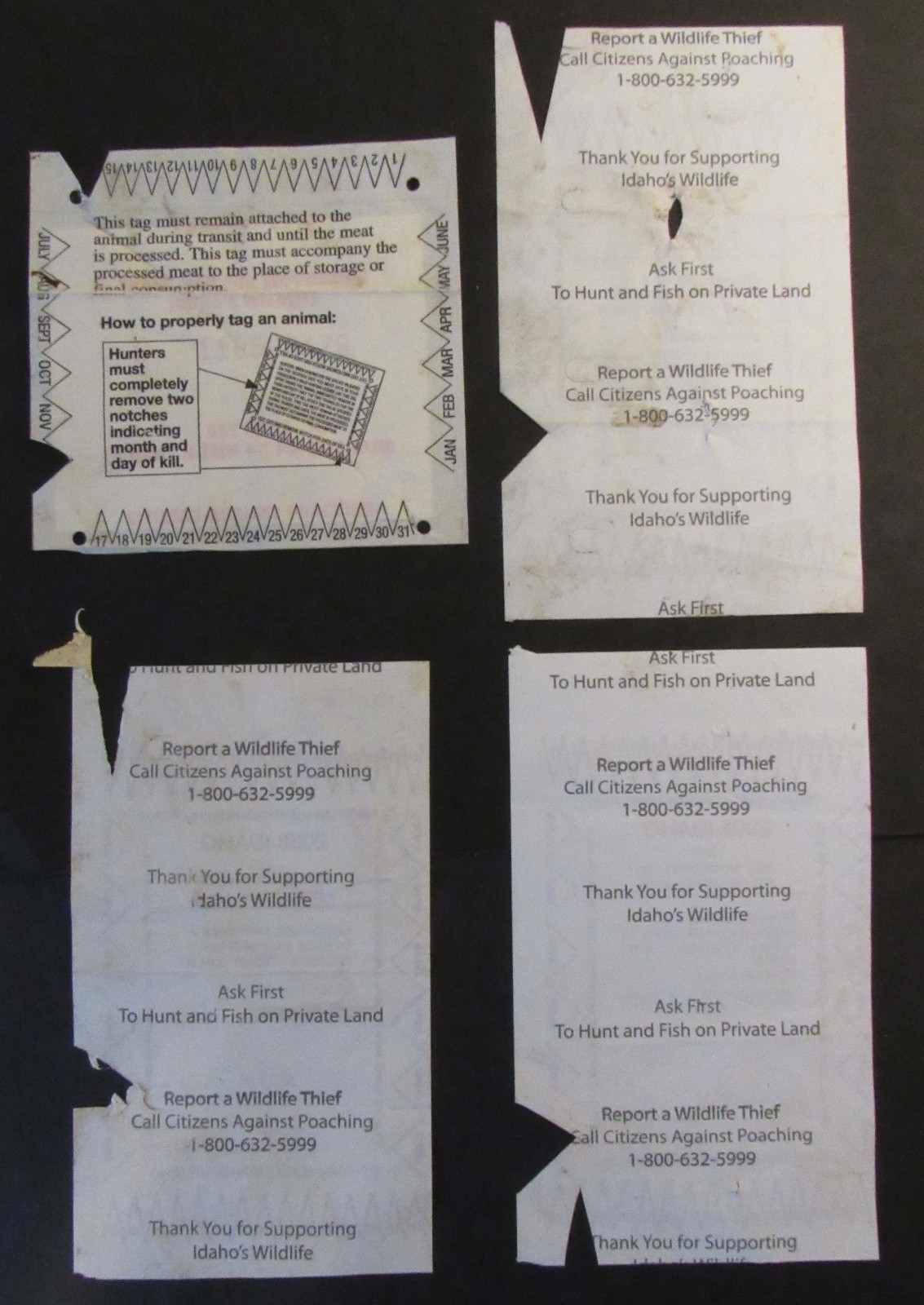 2007 & 2008 Idaho Mountain Lion Hunting Licenses