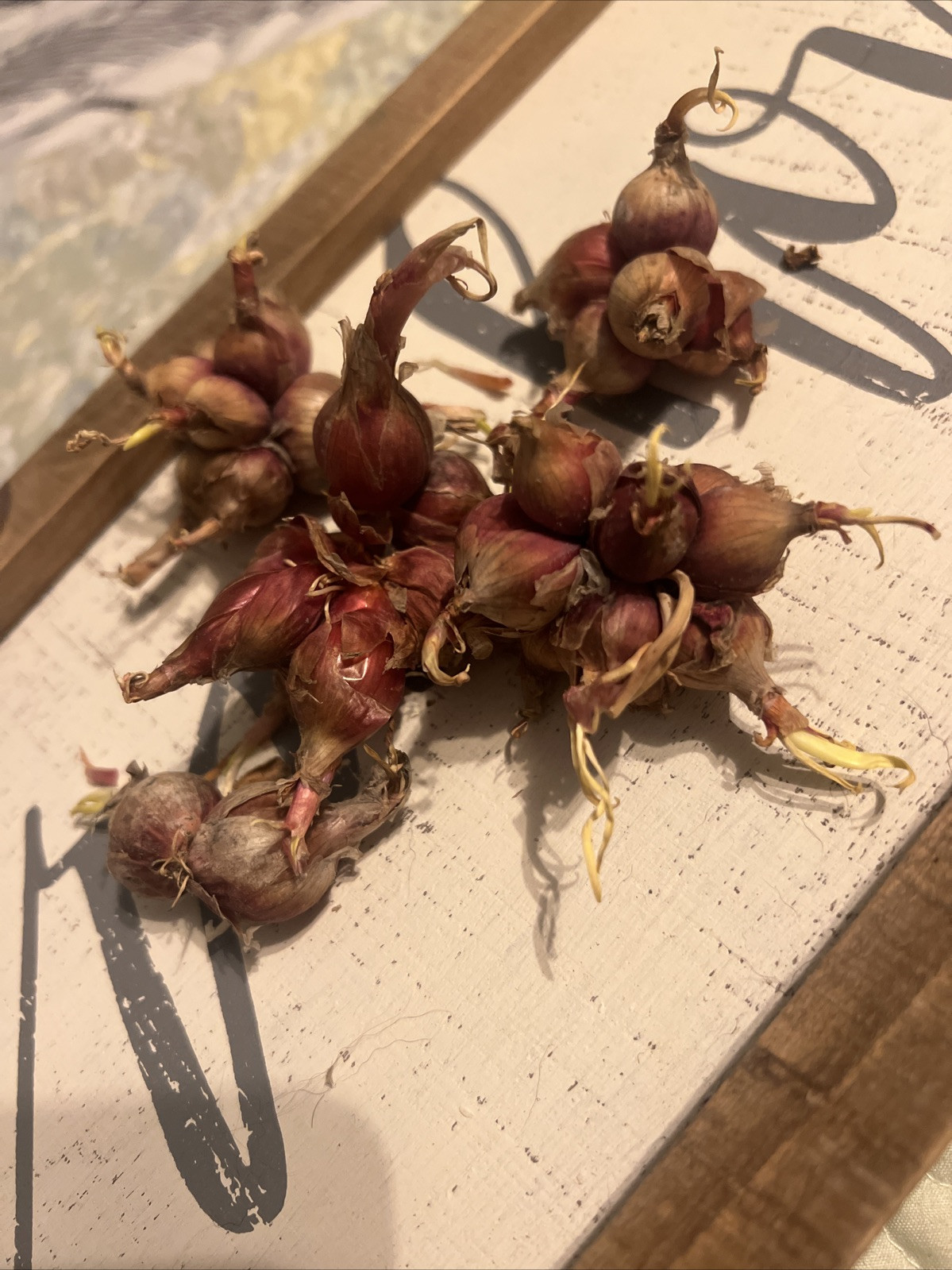 Egyptian Walking Onions 10 Bulbs 2025 Harvested Organic