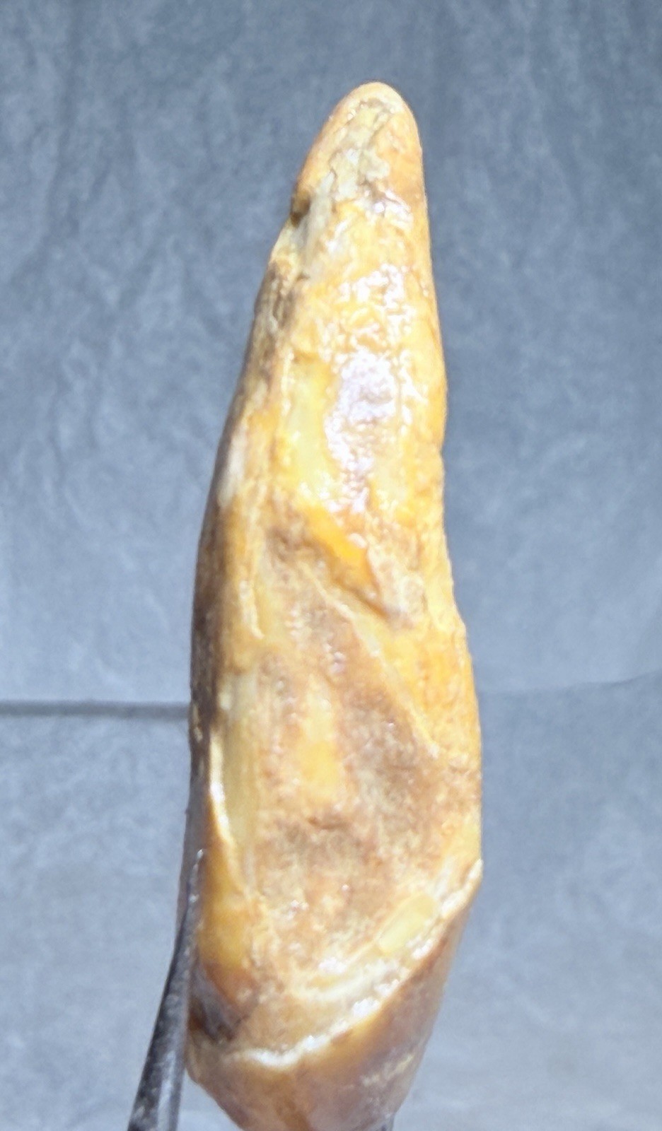 Ursus Spelaeus Fantastic 2” Romanian Cave Bear Canine Tooth Fossil, Talisman✨🔥