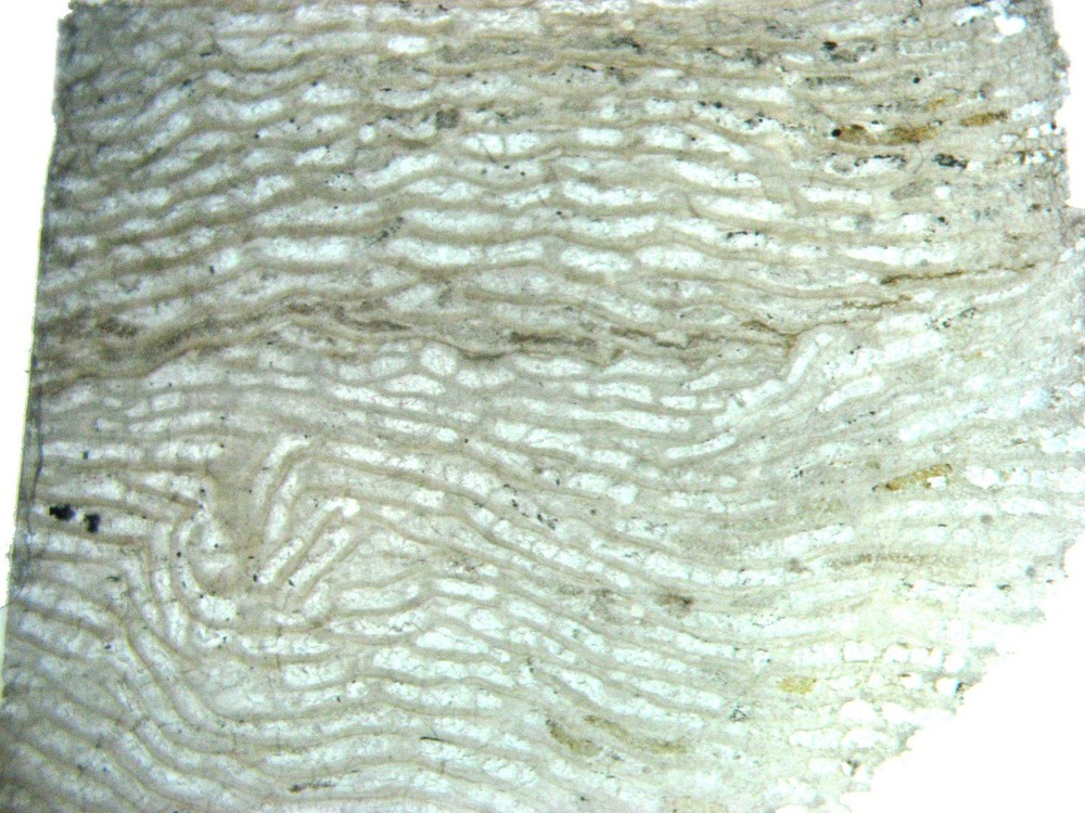 Ordovician Devonian stromatopora stromatoporoid microscope thin sections 5 types
