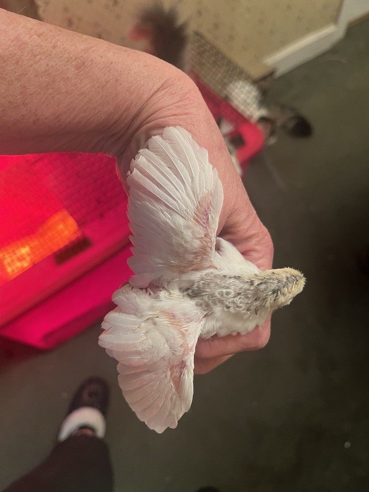 Button Quail Hatching Eggs