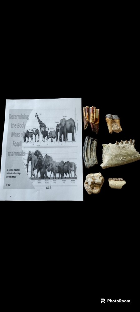 Fossil mammal tooth replica body mass estimation kit. Read description. 