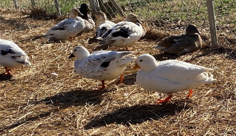 🐣CALL DUCK EGGS 🌷Ready 2 Ship! Three (3) + Assorted