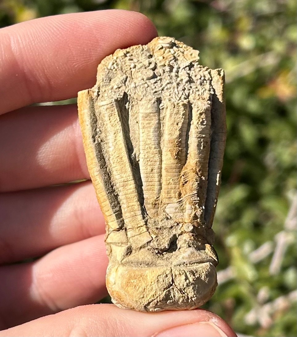 NICE Fossil Crinoid Phanocrinus bellulus Alabama Bangor Limestone Formation