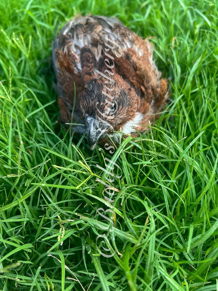20+ Tennessee Red Bob White Quail Hatching Eggs