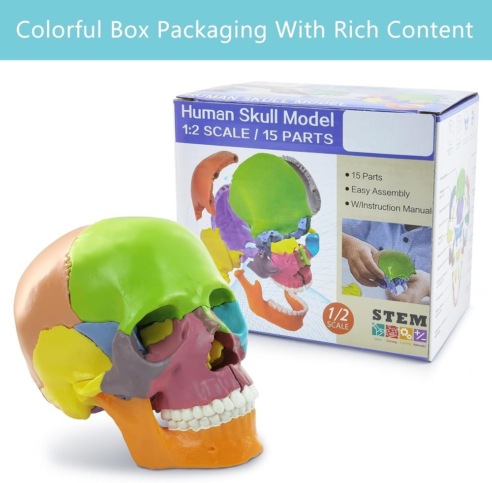 Human Skull Model with Painted Sutures