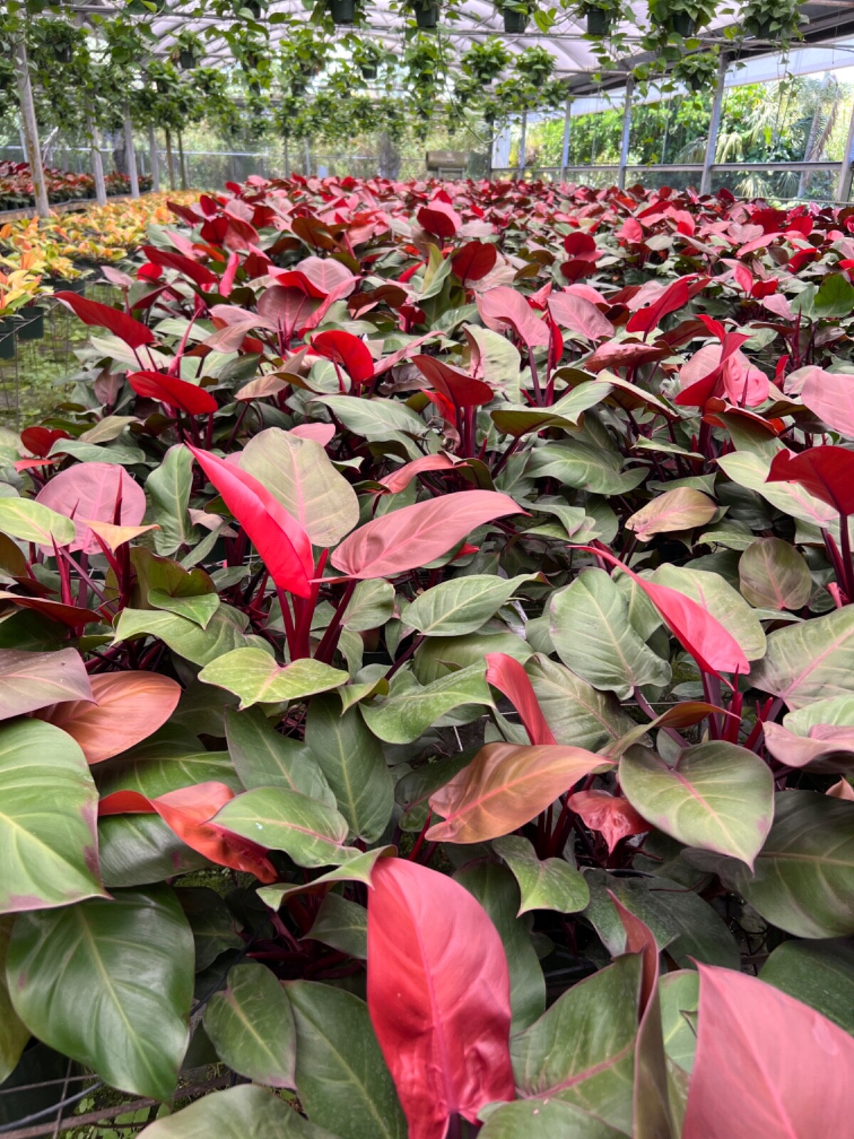 Dalton's of New Zealand Orchiata Bark - Precision, Classic, Power & Power+