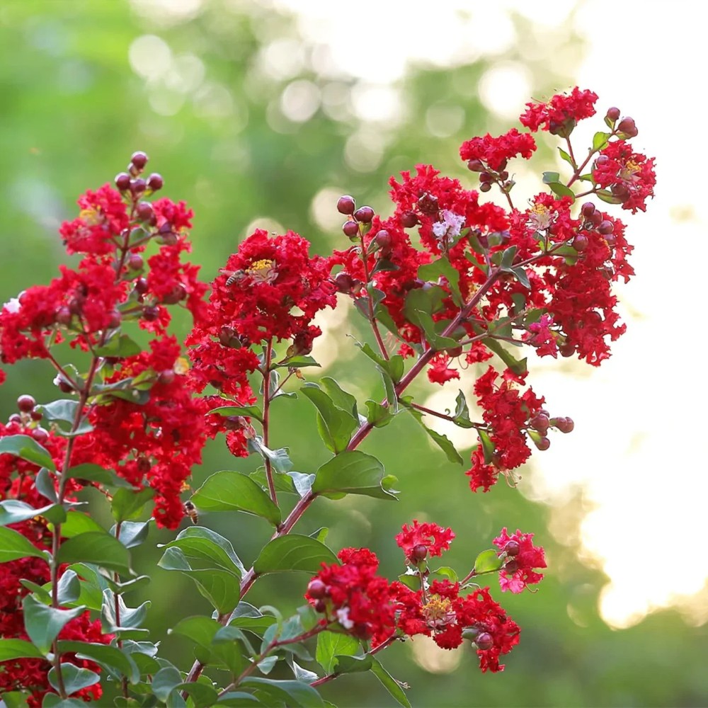 3 Red Crape Myrtle 12-18" Tall Starter Shrub Bare Root