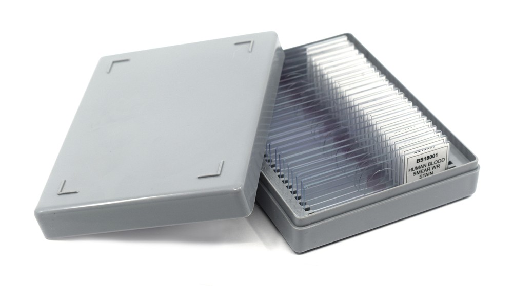 25PK Lilium Root Tip - Prepared Microscope Slides, 75x25mm - Eisco Labs