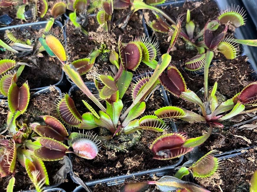 Venus Flytrap Akai Ryu - Red Dragon Venus Flytrap - Live Carnivorous Plant