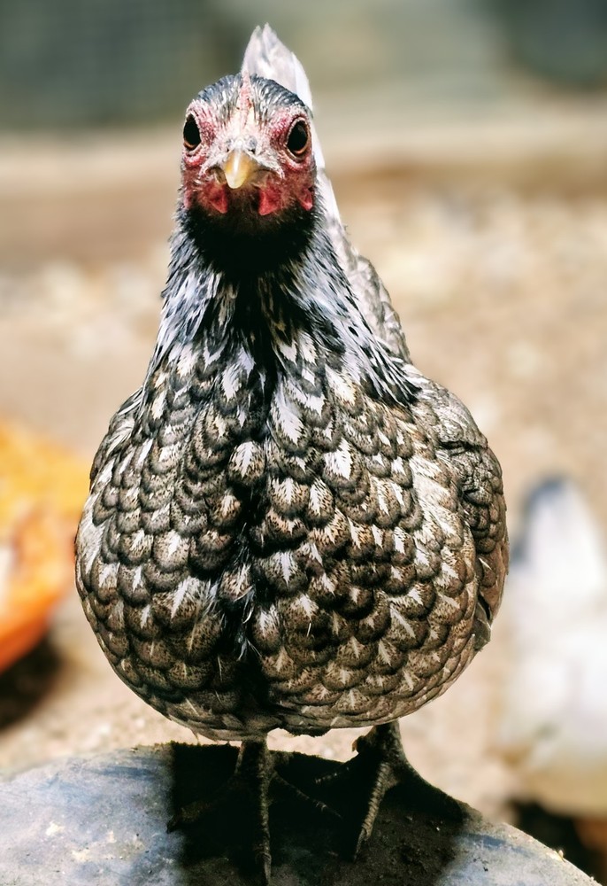 Kikiriki/Serama Mixed Hatching Eggs 12++