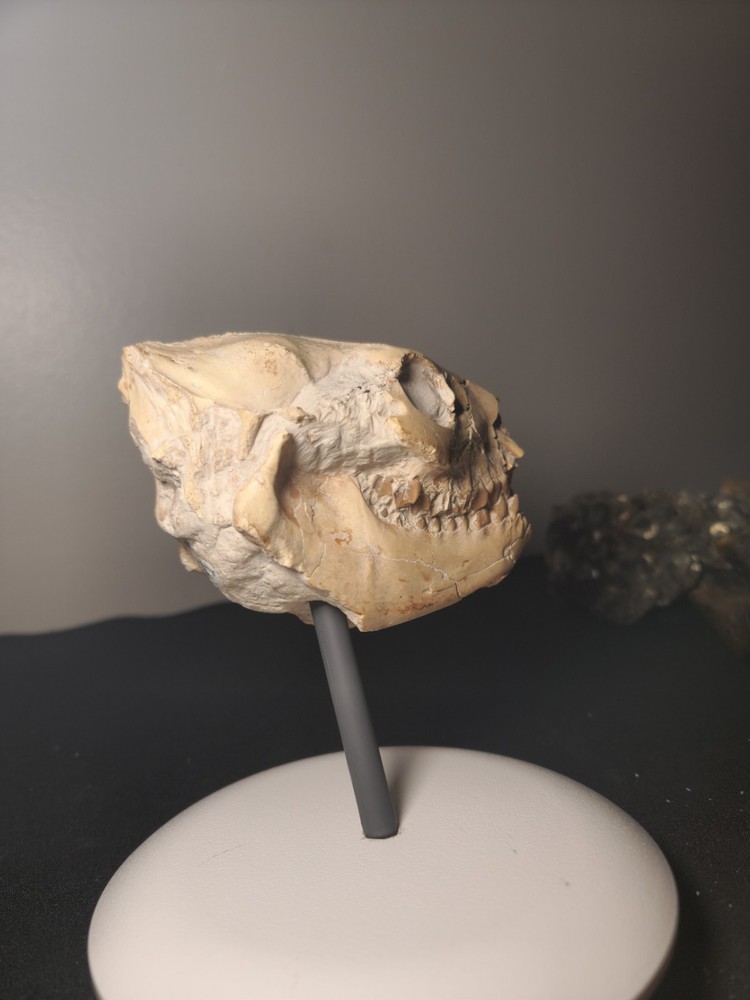 Oreodont Skull