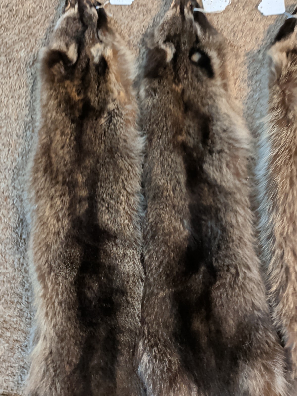 Newly Tanned Wild Large Racoon pelts~Country Fur Cabin Craft Fur~NICE! Soft!!
