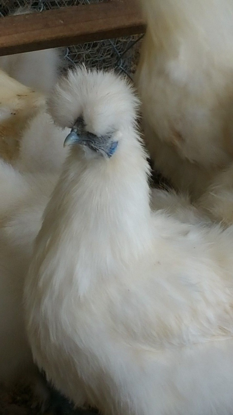 8 PURE WHITE SILKIE FERTILE HATCHING CHICKEN EGGS **Free UPS Ground Shipping