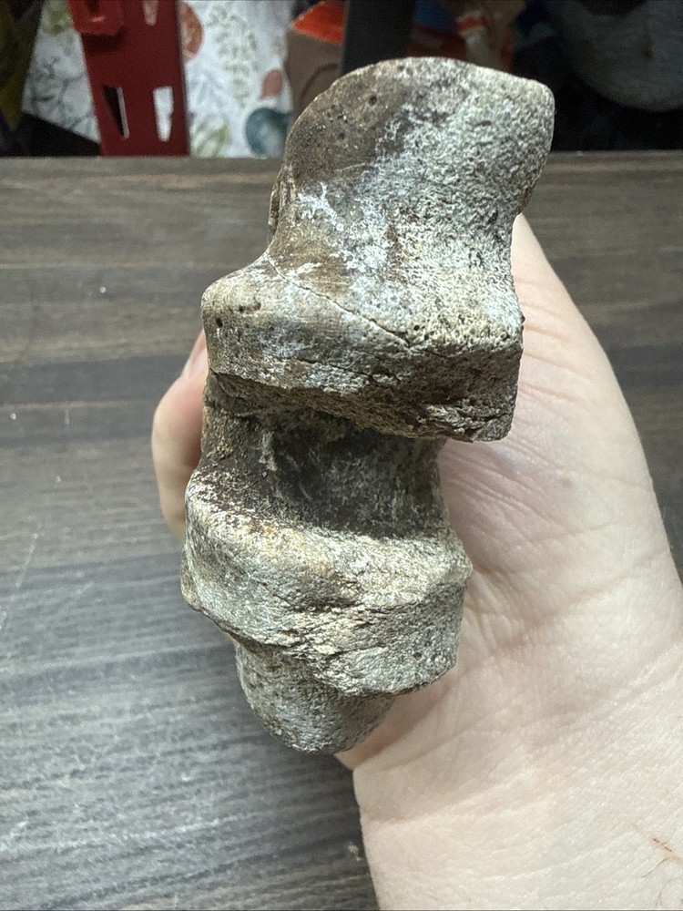 Unknown Fossil Leg Bone Bison?