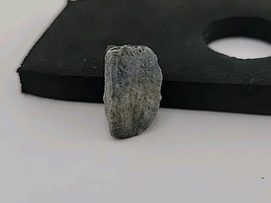 Fossil Dinosaur Tooth Permineralized Unknown Species