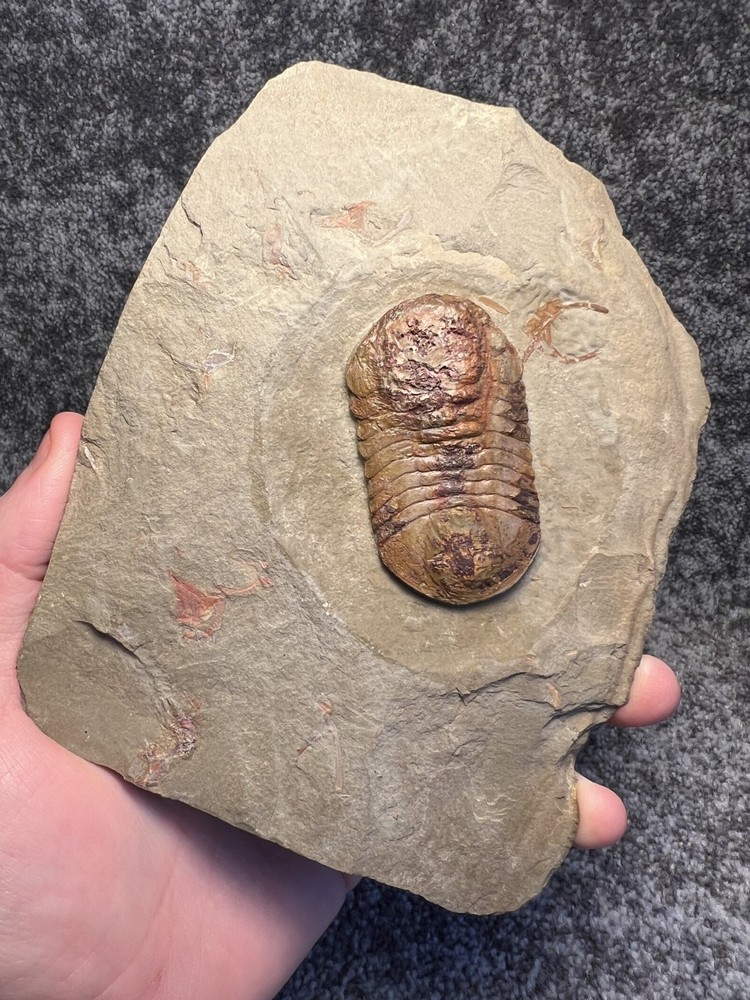 Symphysurus sp. Trilobite Fossil – Well-Preserved Specimen