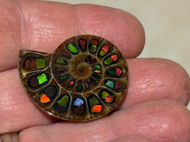 SPECTACULAR RARE,AMMOLITE(CANADA) INLAY IN FOSSIL AMMONITE(MADAGASCAR)SEE VIDEO!