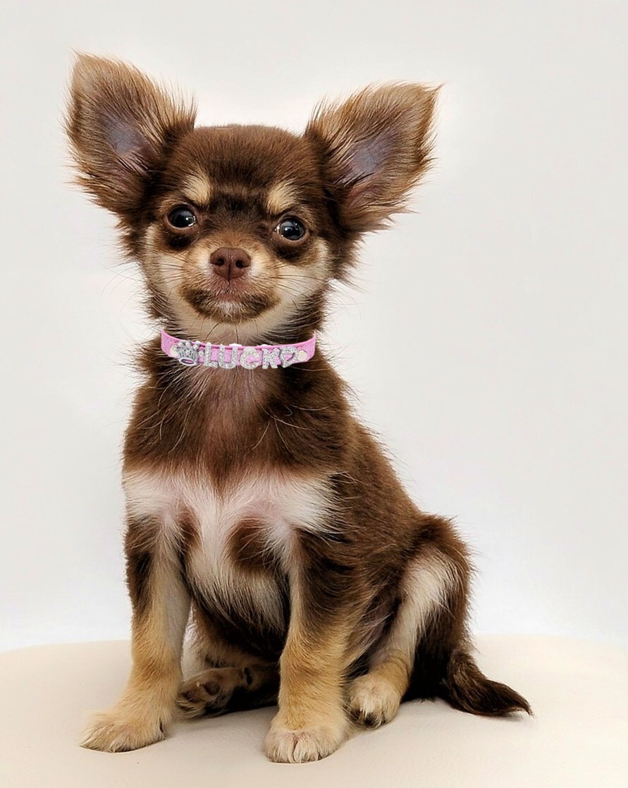 Personalized Dog Cat Collar DIY Name Letter Small Pet Puppy Bling Leather Collar