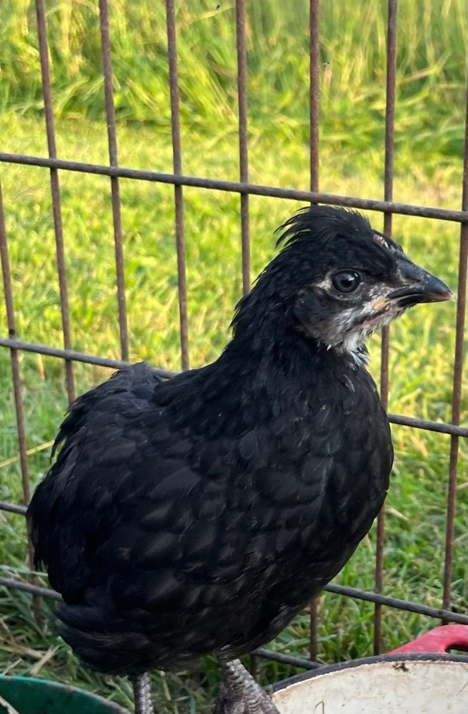 18+ Multi-Generational Olive Egger Hatching Eggs F1-F3