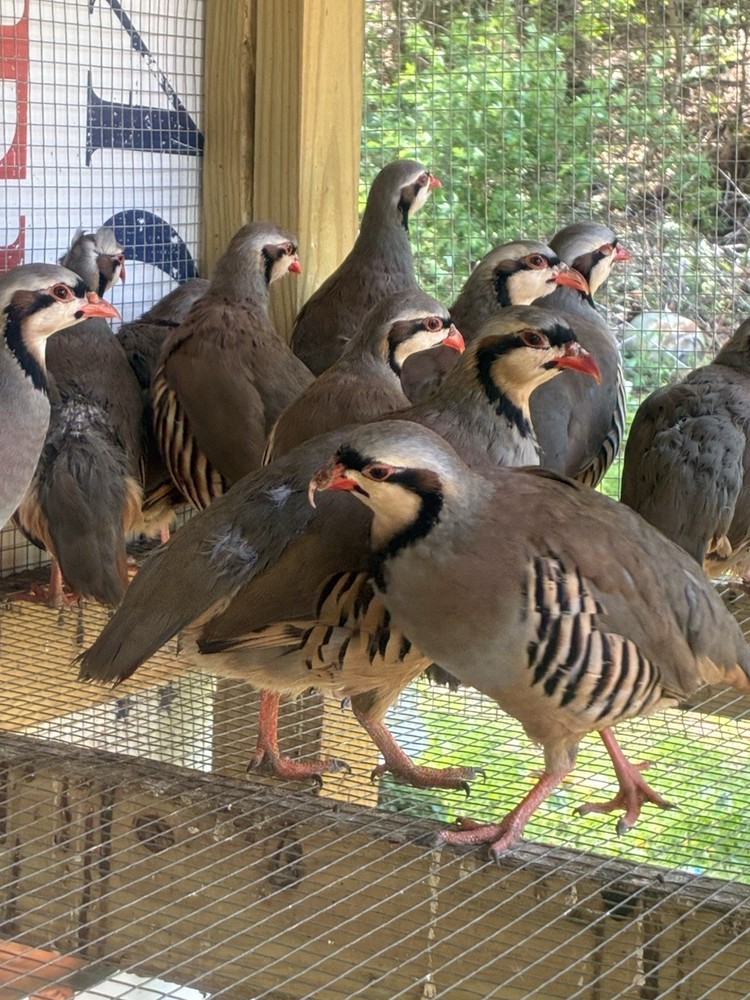 12 Chukar Hatching Eggs