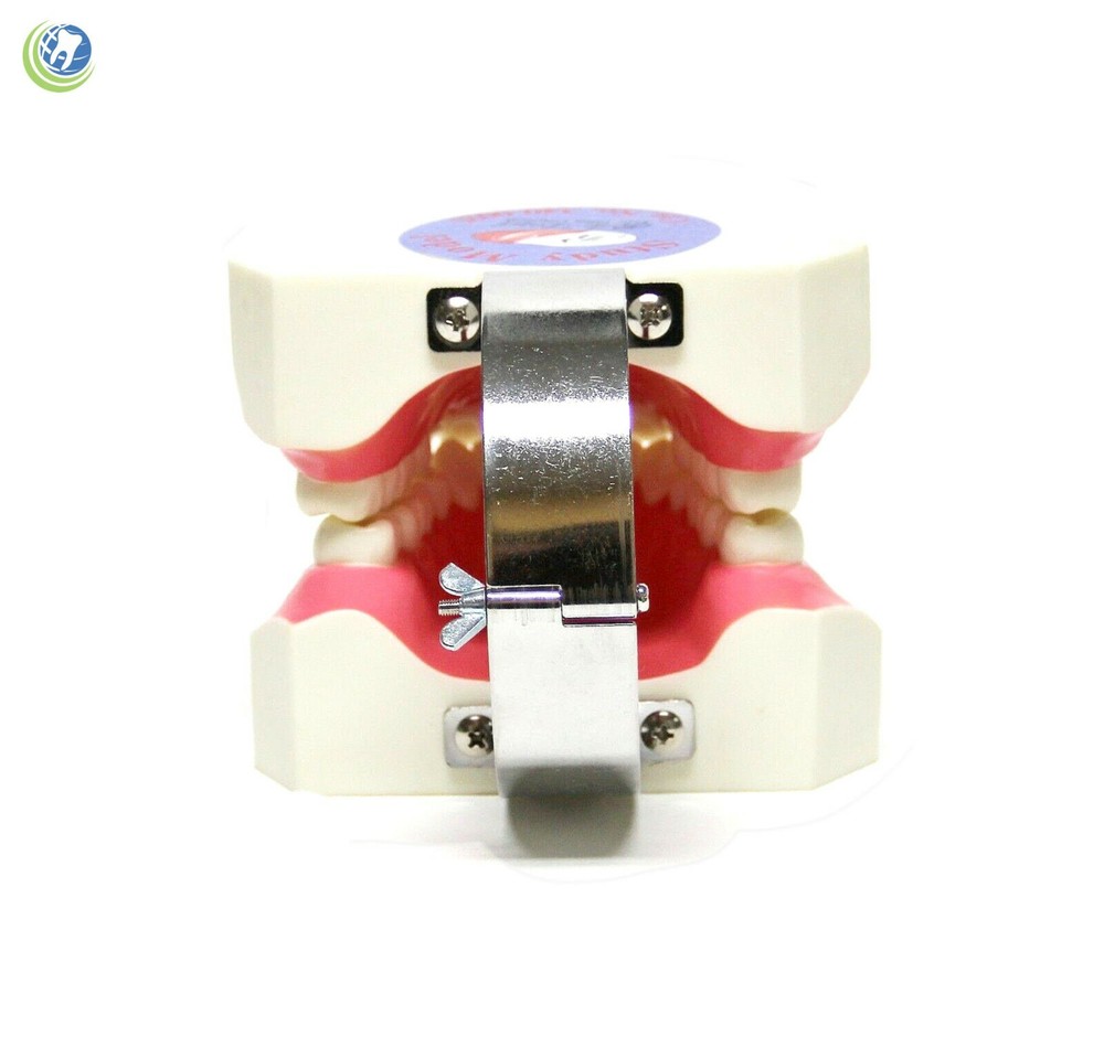 Teeth with Toothbrush Teaching Demo Model Over-sized Demonstration