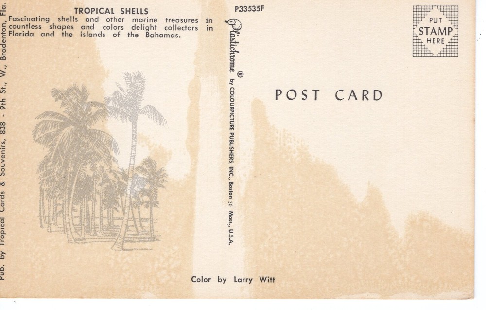 TROPICAL SHELLS - PC5156