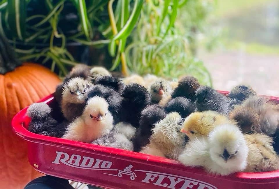 5+1 Silkie Calico Splash/Calico Paint Project Pen Hatching Eggs NPIP/AI