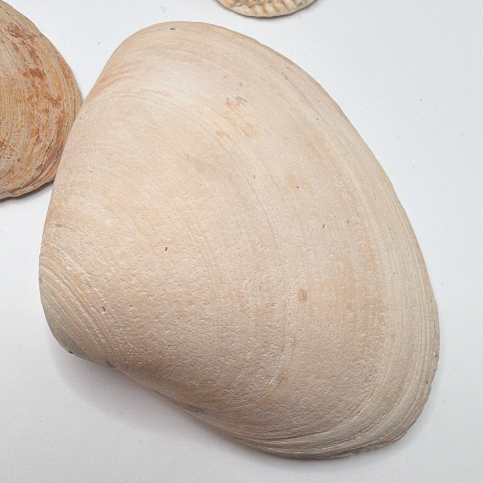 Assorted Natural Clam Shells Lot, Mixed Colors, Includes Painted Shell