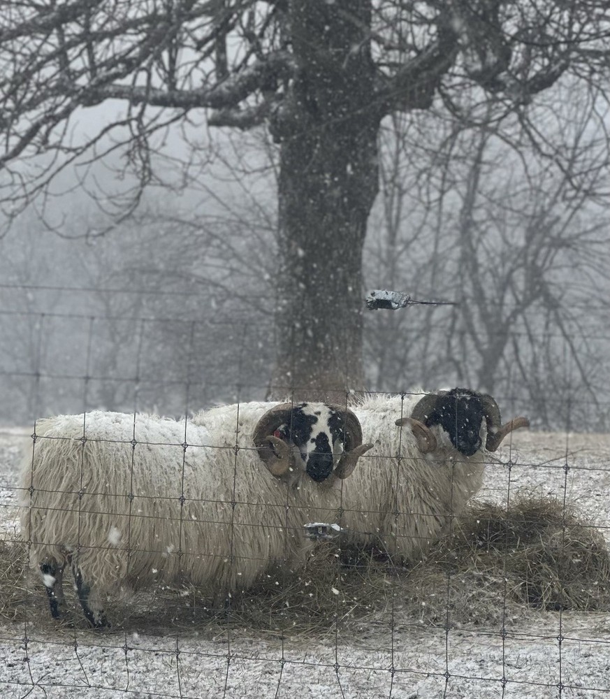 Raw Sheep Wool From Our Scottish black face Sheep