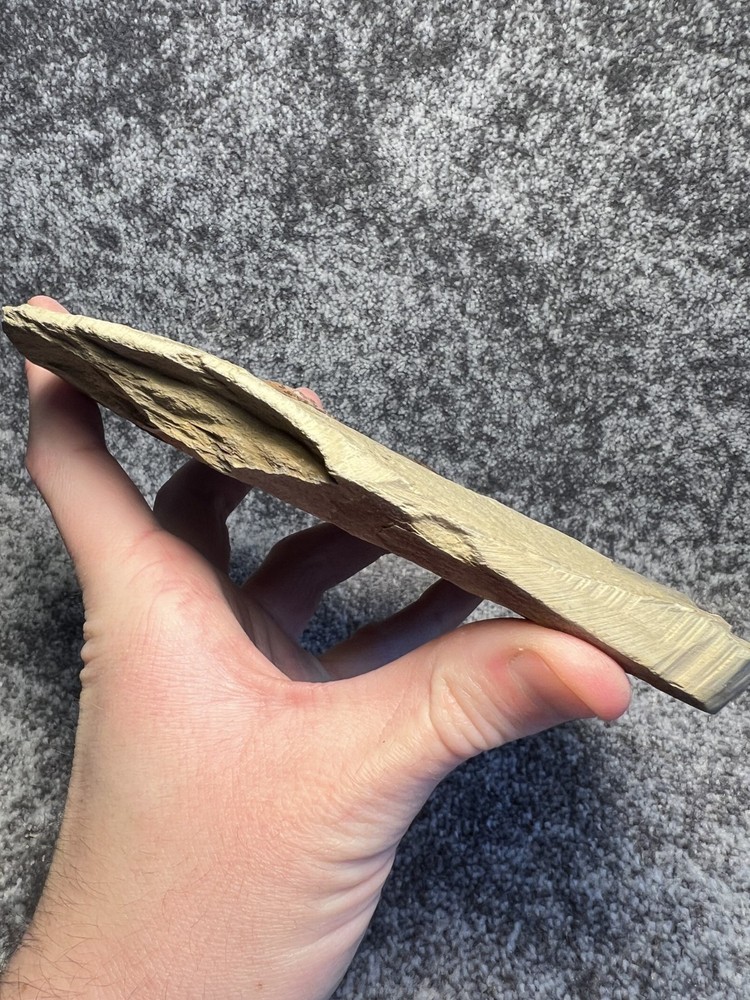 Symphysurus sp. Trilobite Fossil – Well-Preserved Specimen