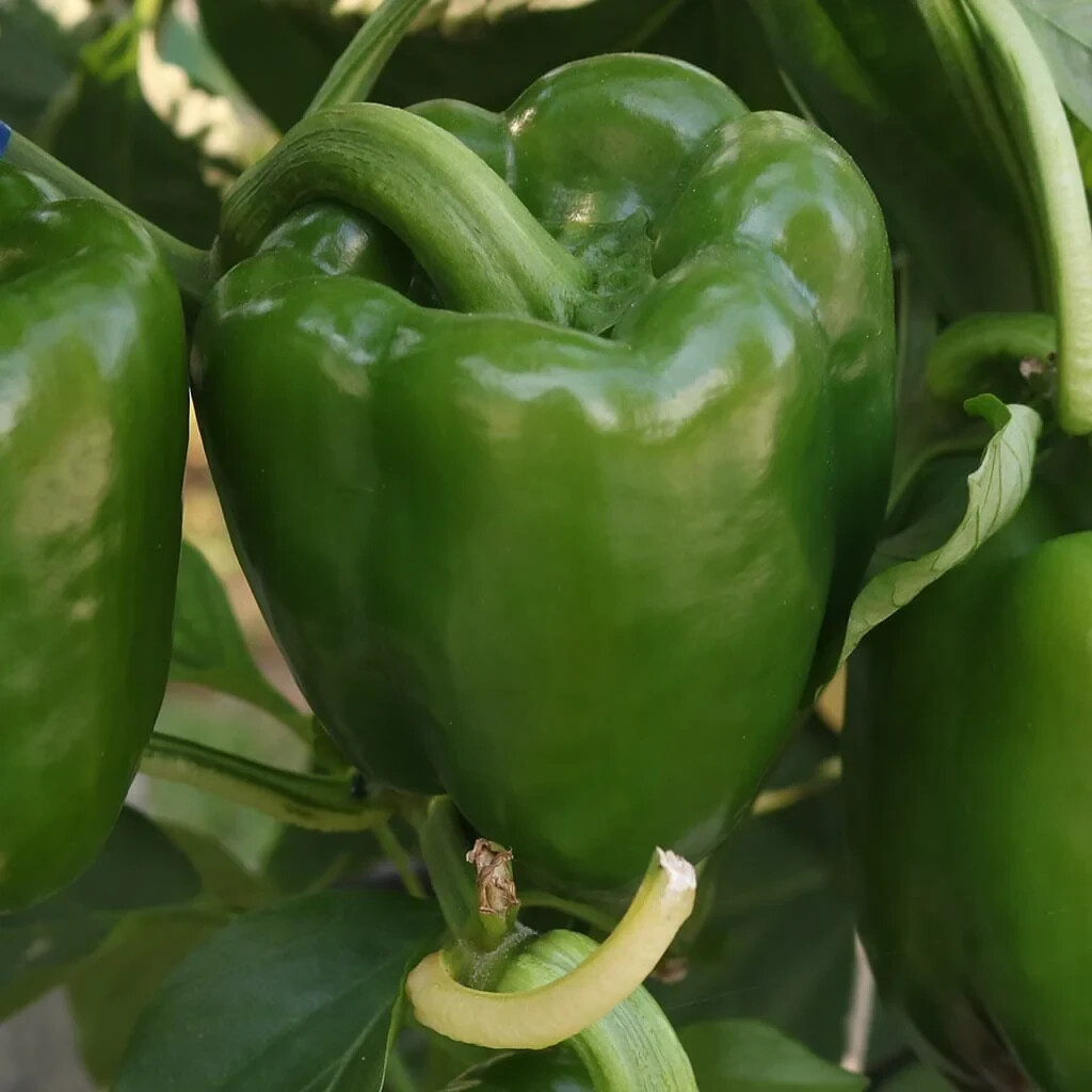 Emerald Giant Sweet Bell Pepper, NON-GMO, Heirloom, Stuffed Peppers, FREE SHIP